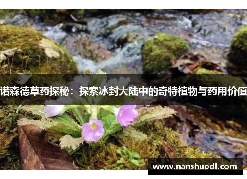 诺森德草药探秘：探索冰封大陆中的奇特植物与药用价值
